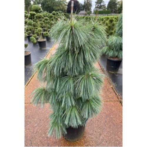 Сосна Вітхорст продам саджанець, висота 15-20 см, продам сосну Wiethorst