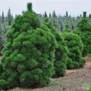 Сосна Тандерхед продам саджанець, висота 15-20 см, продам сосну Thunderhead