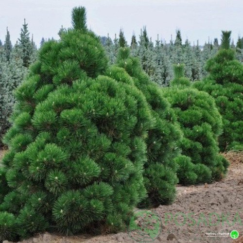Сосна Тандерхед продам саджанець, висота 15-20 см, продам сосну Thunderhead
