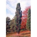 Сосна звичайна Фастігіата продам саджанець, висота 20 см, сосна звичайна Fastigiata продам саджанець