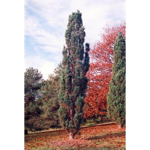 Сосна звичайна Фастігіата продам саджанець, висота 20 см, сосна звичайна Fastigiata продам саджанець