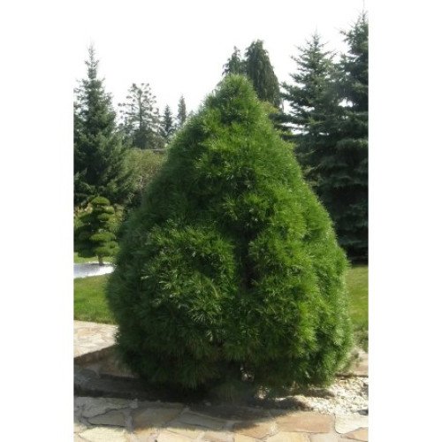 Сосна Глобоза Вірідіс продам саджанець, висота 15 см, продам сосну Globosa Viridis