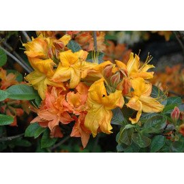 Азалія Клондайк продам саджанець, висота 30-35 см, продам азалію Klondyke