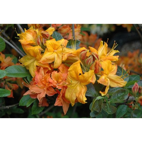 Азалія Клондайк продам саджанець, висота 30-35 см, продам азалію Klondyke