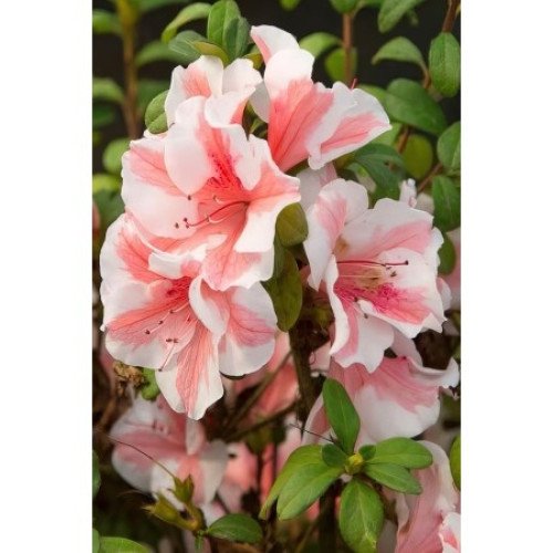 Азалія Отем Санбьорст продам саджанець, висота 15-20 см, продам азалію Encore Autumn Sunburst