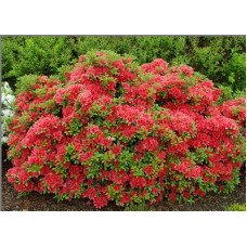 Азалія Гейша Оранж продам саджанець, висота 15+ см, продам азалію Geisha Orange