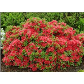 Азалія Гейша Оранж продам саджанець, висота 15+ см, продам азалію Geisha Orange