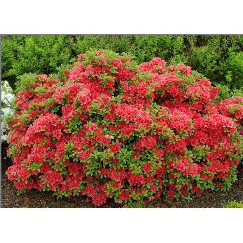 Азалія Гейша Оранж продам саджанець, висота 15+ см, продам азалію Geisha Orange