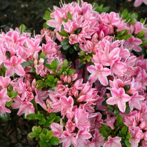 Азалія Кермесіна Роуз продам саджанець, висота 15-20 см, продам азалію Kermesina Rose