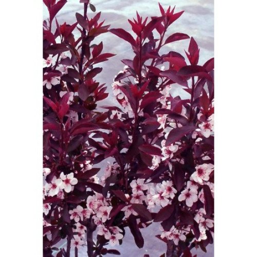 Слива Пісарді продам саджанець, висота 180 см, продам саджанець сливи Pissardii