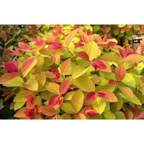 Спірея Дабл Плей Біг Бенг продам саджанець, висота 20-25 см, продам спірею Double Play Big Bang