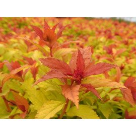 Спірея Меджік Карпет продам саджанець, розмір 15*15 см, продам спірею Magic Carpet