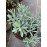 Андромеда Блю Файс продам саджанець, продам андромеду Blue Ice