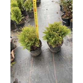 Туя Даніка продам саджанець, висота 20 см, продам тую Danica