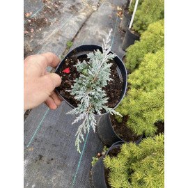 Ялівець Айсі Блю продам саджанець, продам ялівець Icee Blue