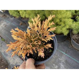 Ялівець Лайм Глоу продам саджанець, продам ялівець Lime Glow