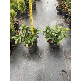 Азалія Отем Санбьорст продам саджанець, висота 15-20 см, продам азалію Encore Autumn Sunburst