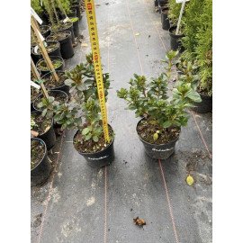 Азалія Бабушка продам саджанець, висота 20-25 см, продам азалію Babuschka