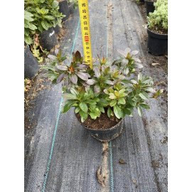 Азалія Черрі продам саджанець, висота 20 см, продам азалію Cherrie