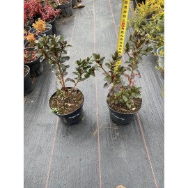 Azalea Фрідолін продам саджанець, висота 15 см, продам азалію Fridoline