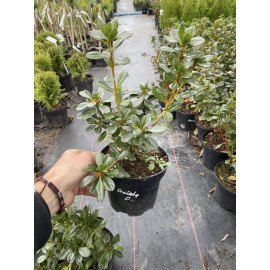 Азалія Гейша Оранж продам саджанець, висота 15+ см, продам азалію Geisha Orange