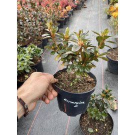 Азалія Кермесіна Роуз продам саджанець, висота 15-20 см, продам азалію Kermesina Rose