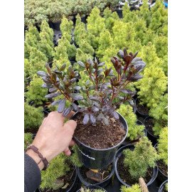 Азалія Марушка продам саджанець, висота 18-20 см, продам азалію Maruschka