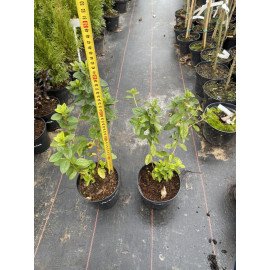 Азалія Палестріна продам саджанець, висота 25-30 см, продам азалію Palestrina