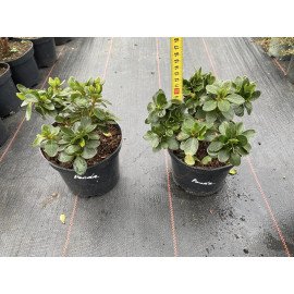 Азалія Панда продам саджанець, висота 10-13 см, продам азалію Panda