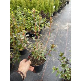 Азалія Тьєррі продам саджанець, висота 25 см, продам азалію Thierry