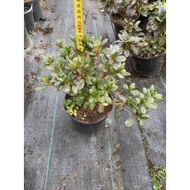 Азалія Торнелла продам саджанець, висота 13-15 см, продам азалію Tornella