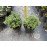 Хебе продам саджанець, 8*15 см, продам саджанці хебе