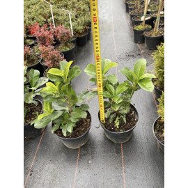 Лавровишня Етна продам саджанець, висота 20-25 см, куплю саджанець лавровишні Etna