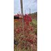 Сакура Роял Бургунді продам саджанець, висота 130 см, продам сакуру Royal Burgundy
