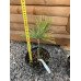 Сосна Луї продам саджанець, висота 30 см, продам сосну Louie