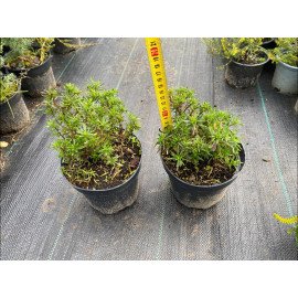 Іберіс Вайтаут продам саджанець, висота 13 см, продам іберіс Whiteout