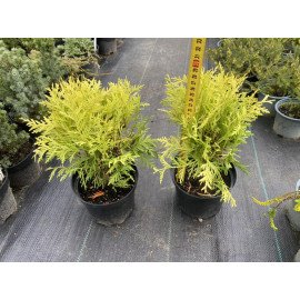 Туя Даніка Ауреа продам саджанець, висота 22-25 см, продам тую Danica Aurea