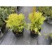 Туя Даніка Ауреа продам саджанець, висота 22-25 см, продам тую Danica Aurea