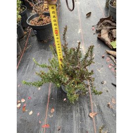 Дабеція продам саджанець, Висота 15 см, продам саджанець дабеції Daboecia cantabrica