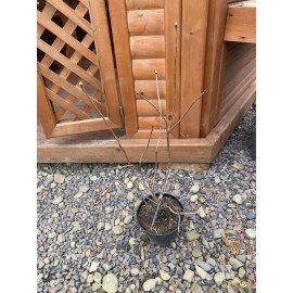 Азалія Голден Сансет продам саджанець, висота 35-40 см, продам азалію Golden Sunset