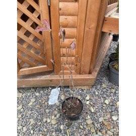 Азалія Голдпрахт продам саджанець, висота 50-60 см, продам азалію Goldpracht