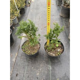 Кипарисовик Драт продам саджанець, висота 20 см, продам кипарисовик Drath Draht