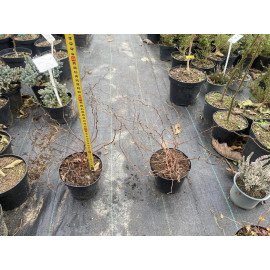 Спірея Дабл Плей Біг Бенг продам саджанець, висота 20-25 см, продам спірею Double Play Big Bang