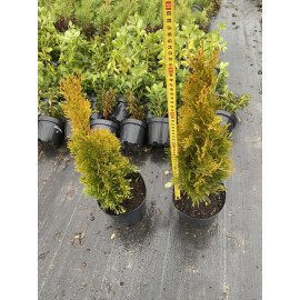 Туя Голден Смарагд продам саджанець, 50 см, продам тую Golden Smaragd