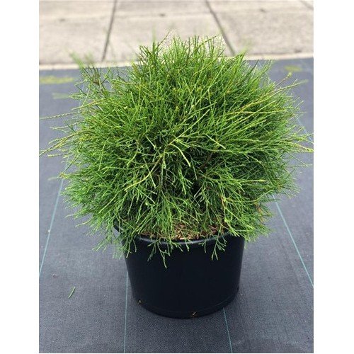 Туя Літтл Філлі продам саджанець, висота 15-20 см, продам тую Little Filly