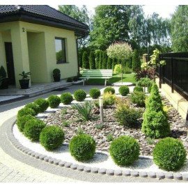 Туя Даніка продам саджанець, висота 20 см, продам тую Danica