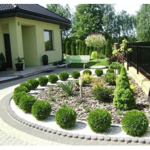 Туя Даніка продам саджанець, висота 20 см, продам тую Danica