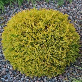 Туя Даніка Ауреа продам саджанець, висота 22-25 см, продам тую Danica Aurea