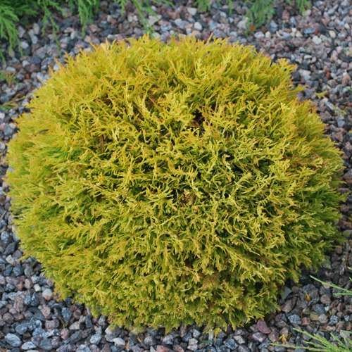 Туя Даніка Ауреа продам саджанець, висота 22-25 см, продам тую Danica Aurea