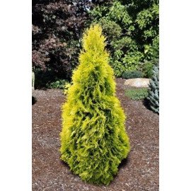 Туя Голден Смарагд продам саджанець, 50 см, продам тую Golden Smaragd